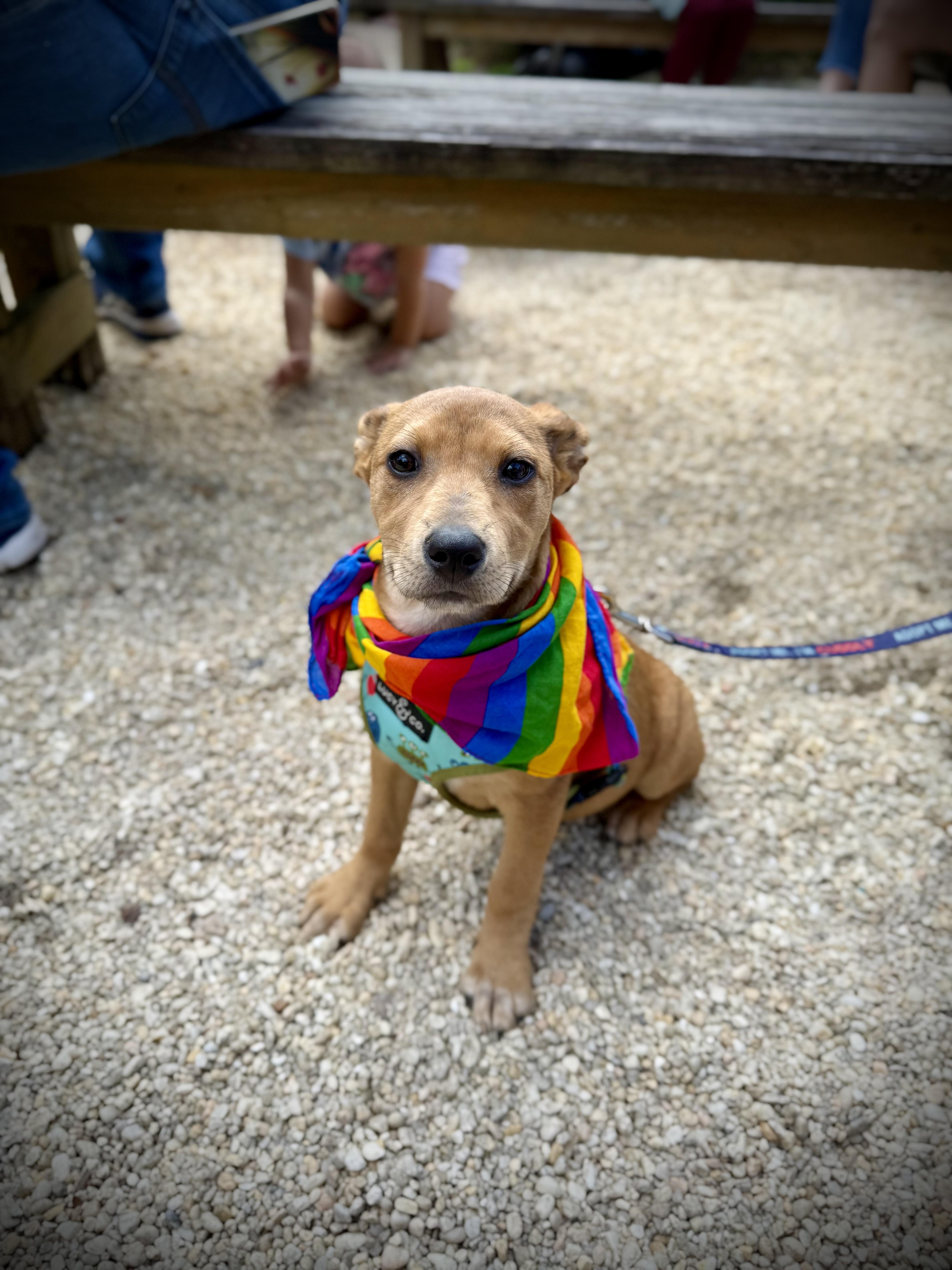 Enlarge Twinkle, a ADOPTABLE mixed breed in Milton, FL image 2/5