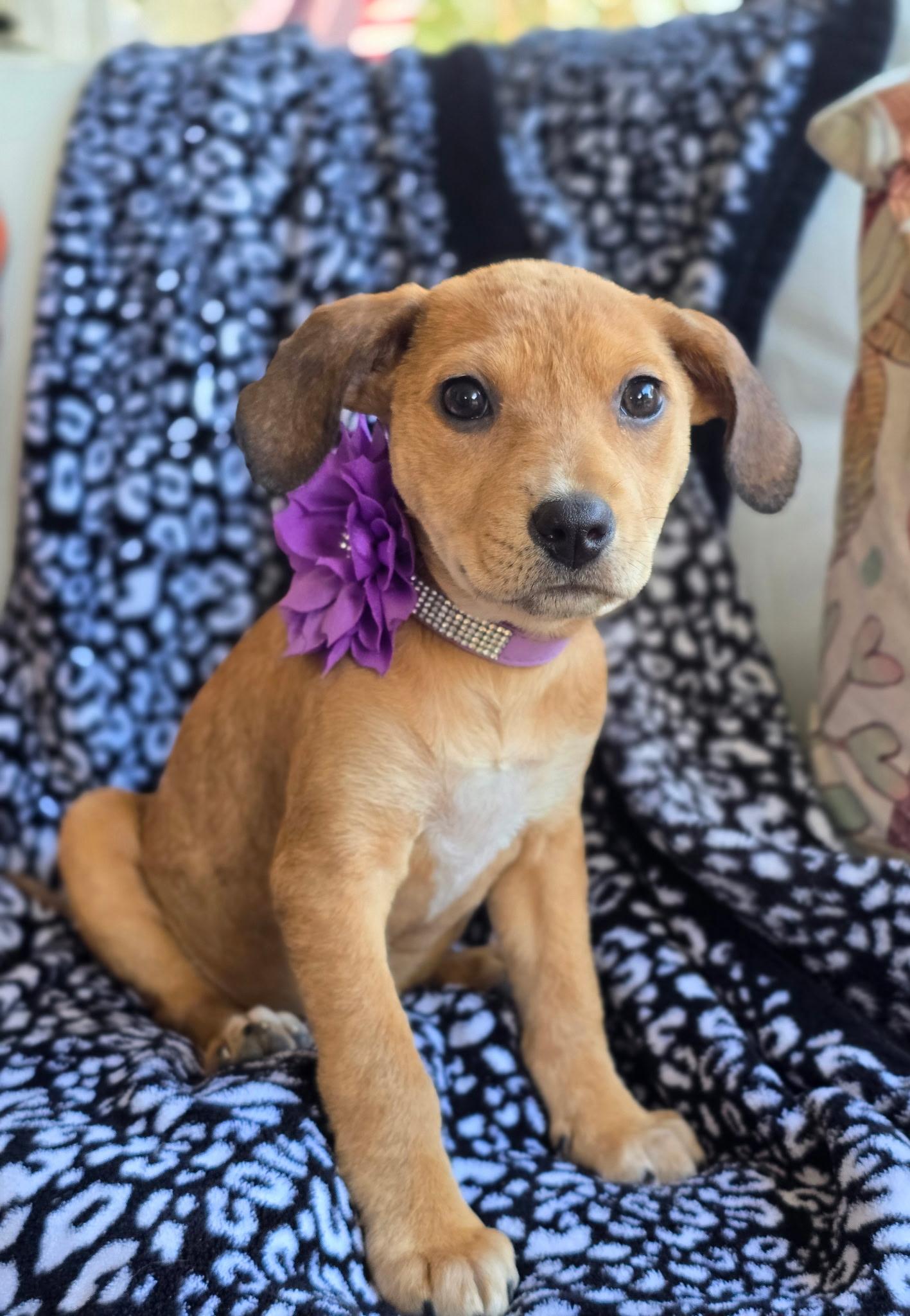 Twinkle, ADOPTABLE, Puppy Female Beagle.