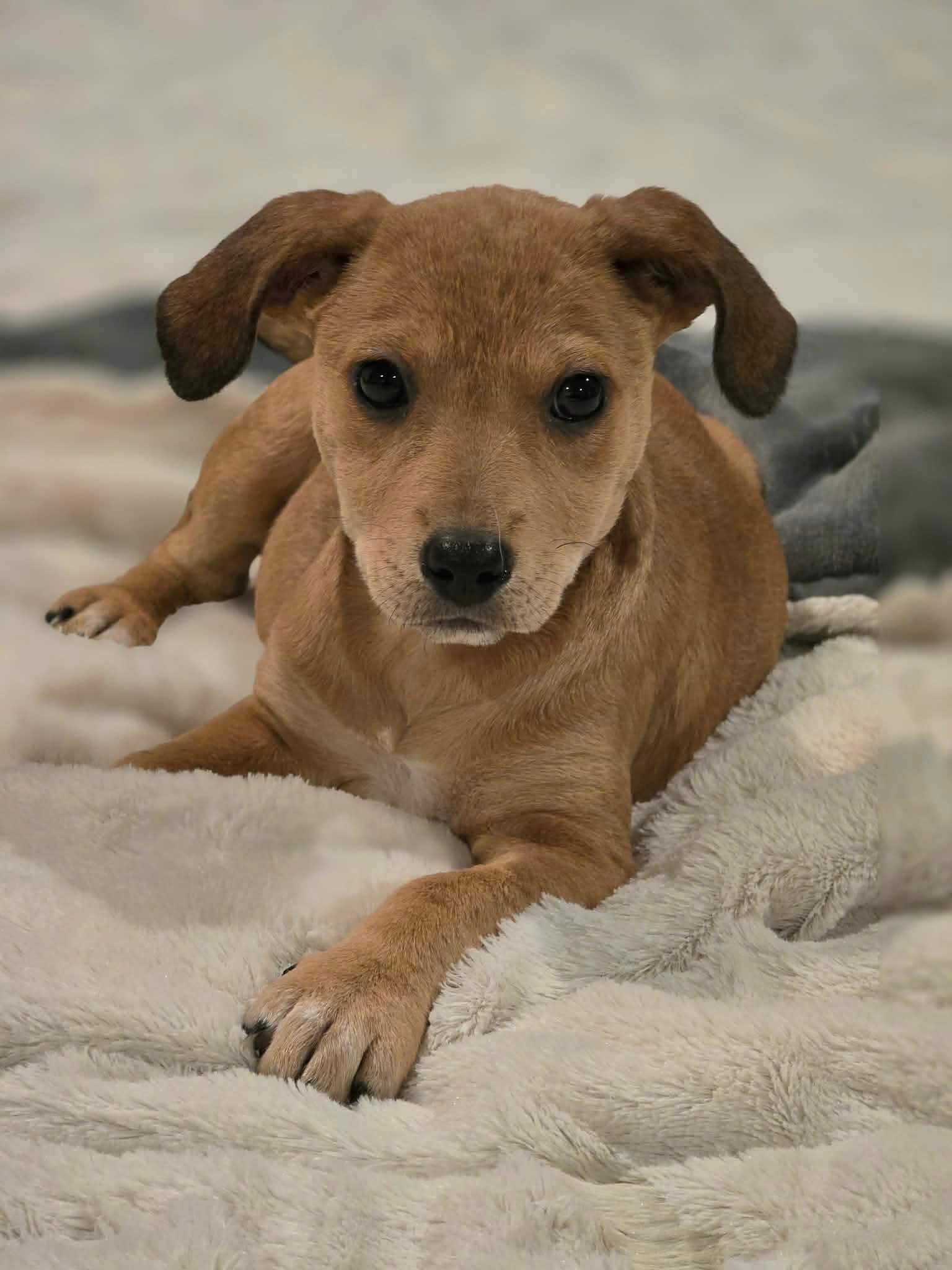 Enlarge Twinkle, a ADOPTABLE mixed breed in Milton, FL image 5/5