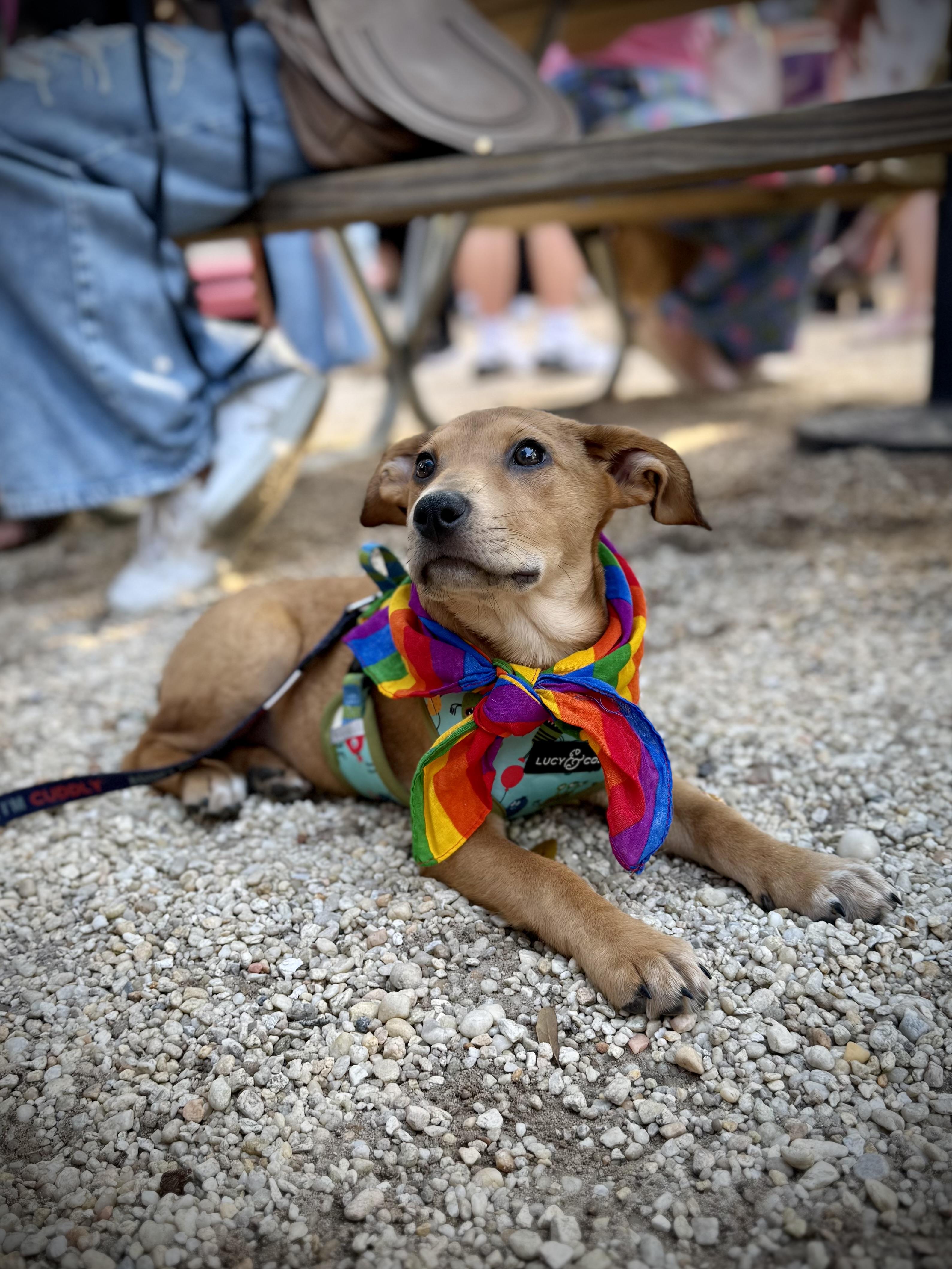 Enlarge Twinkle, a ADOPTABLE mixed breed in Milton, FL image 3/5