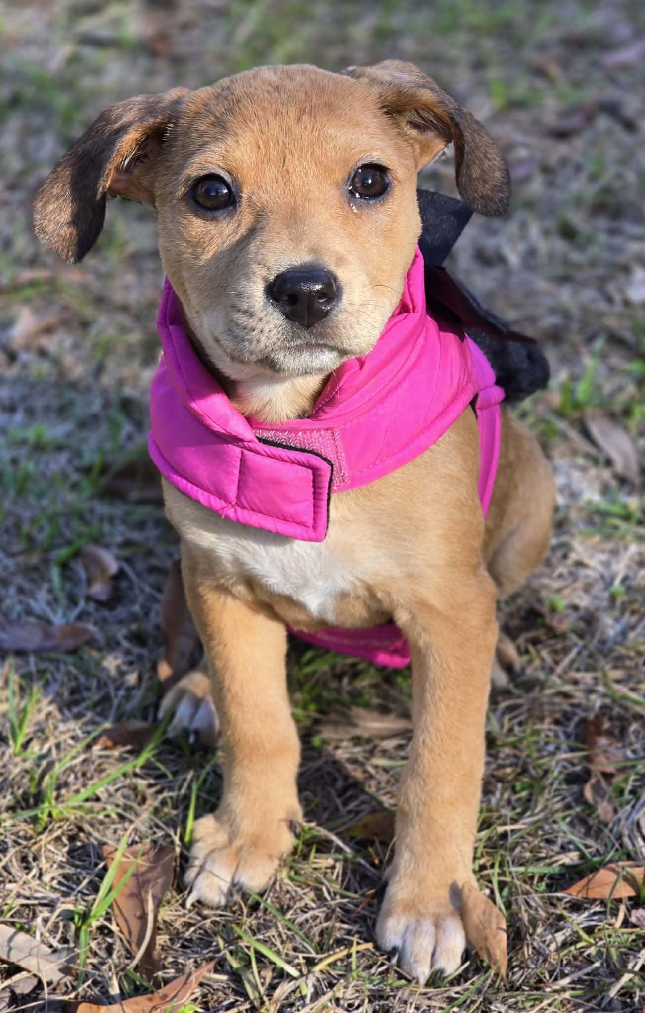 Enlarge Twinkle, a ADOPTABLE mixed breed in Milton, FL image 2/5