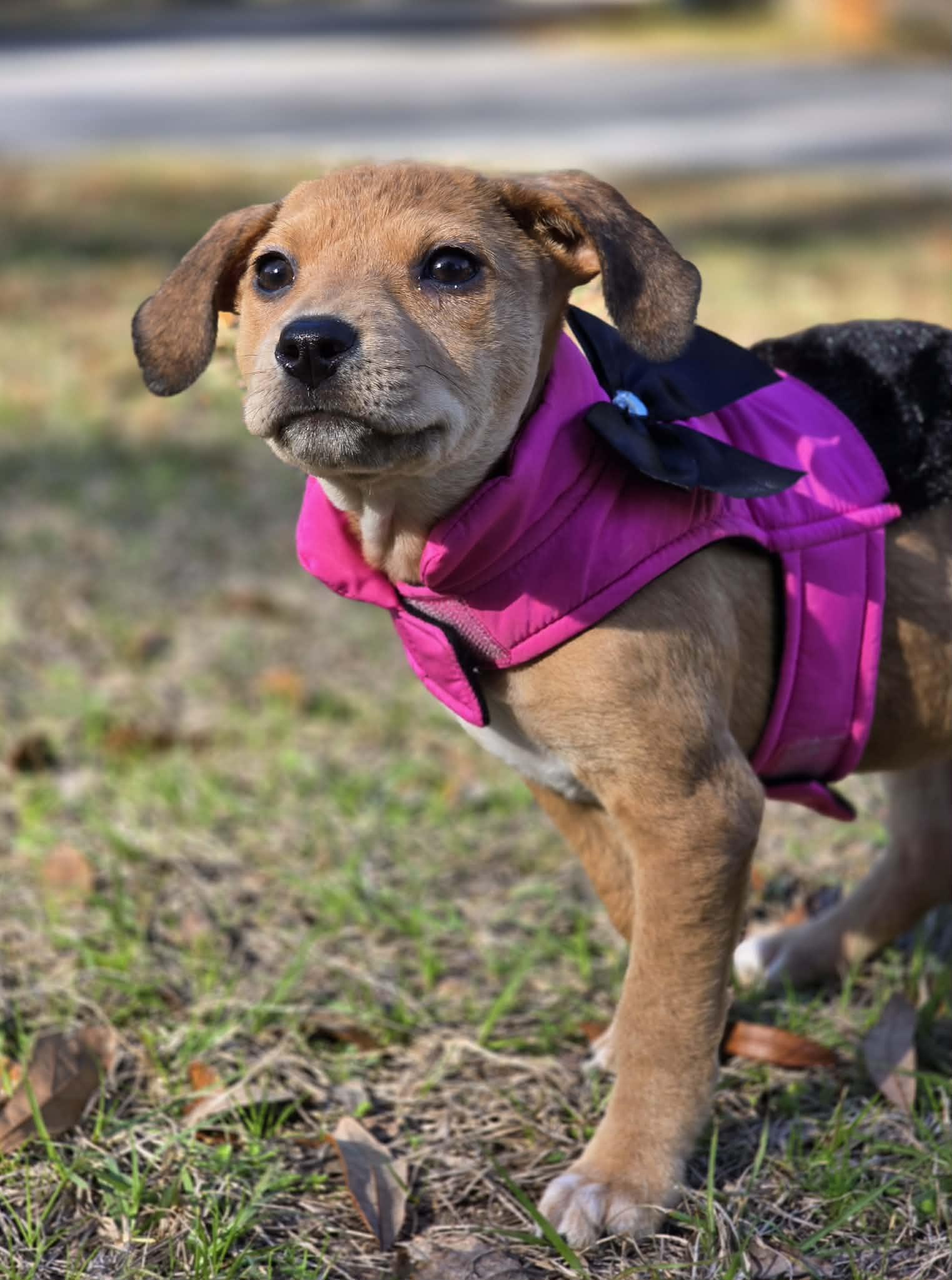 Enlarge Twinkle, a ADOPTABLE mixed breed in Milton, FL image 3/5