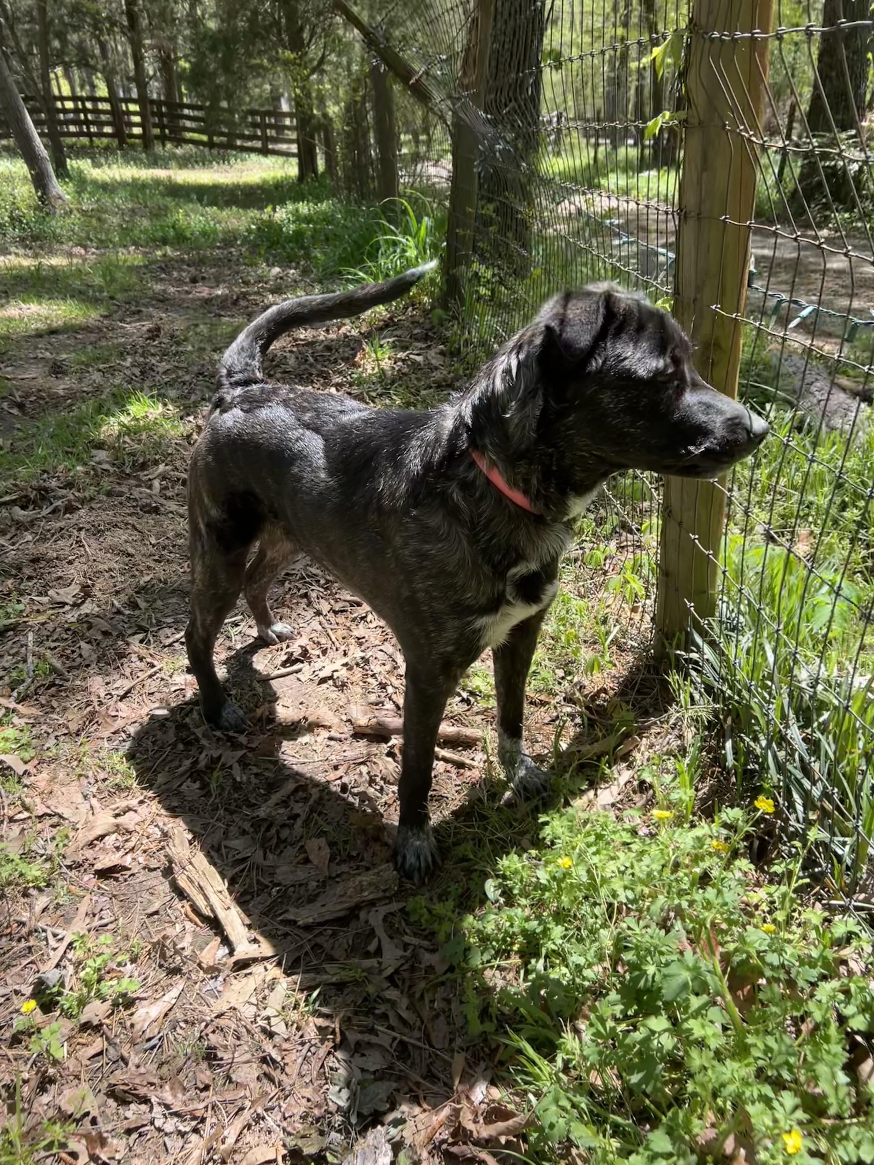 Montana - GA, Adoptable, Adult Female Catahoula Leopard Dog & Australian Shepherd.