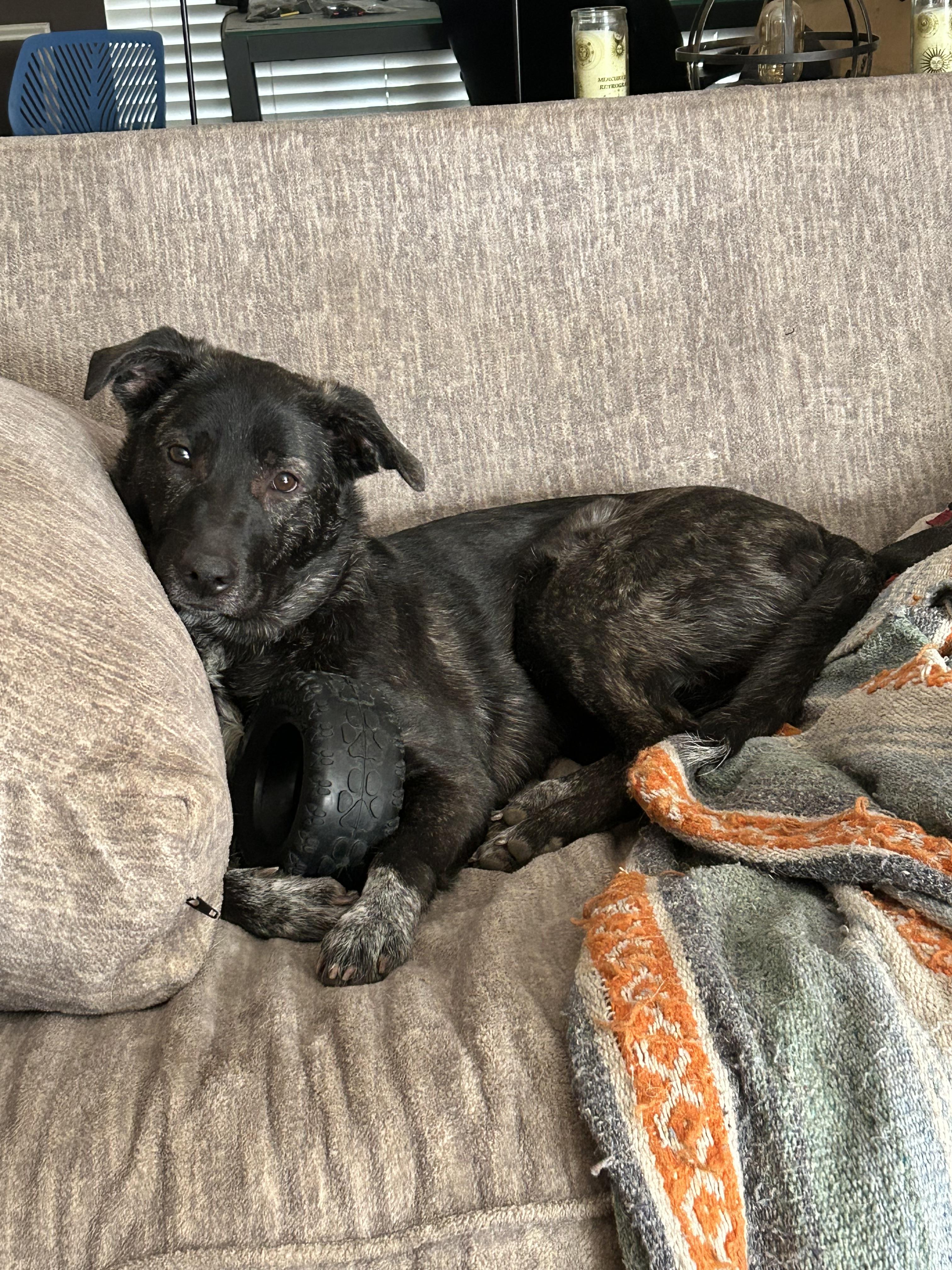 Montana - GA, a Adoptable mixed breed in Kingston, GA image 2/6