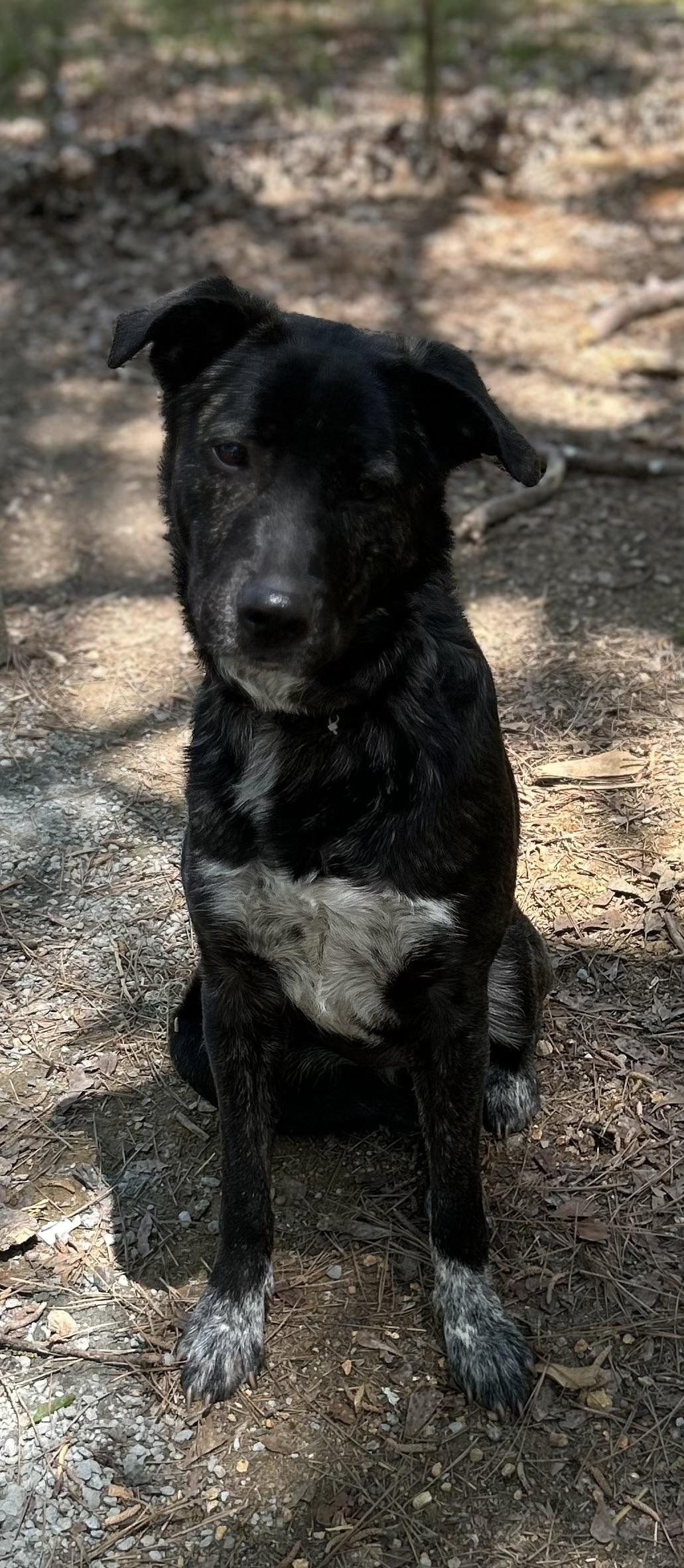 Montana - GA, a Adoptable mixed breed in Kingston, GA image 3/6