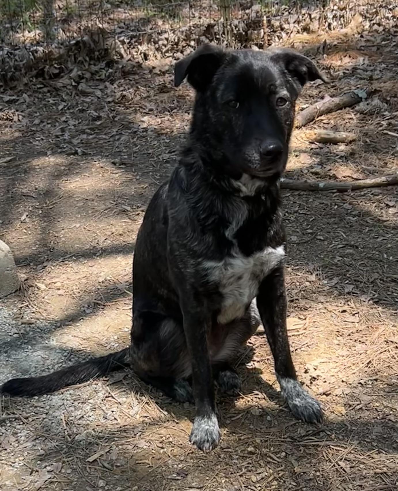 Montana - GA, a Adoptable mixed breed in Kingston, GA image 4/6