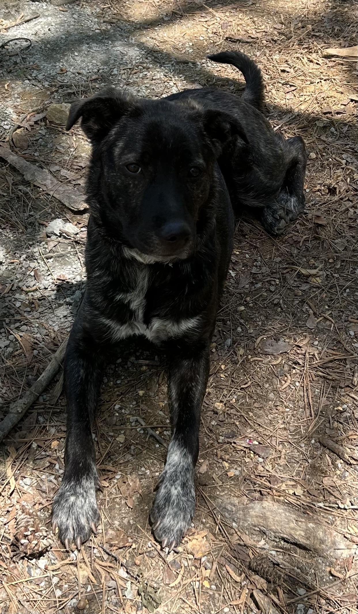 Montana - GA, a Adoptable mixed breed in Kingston, GA image 5/6