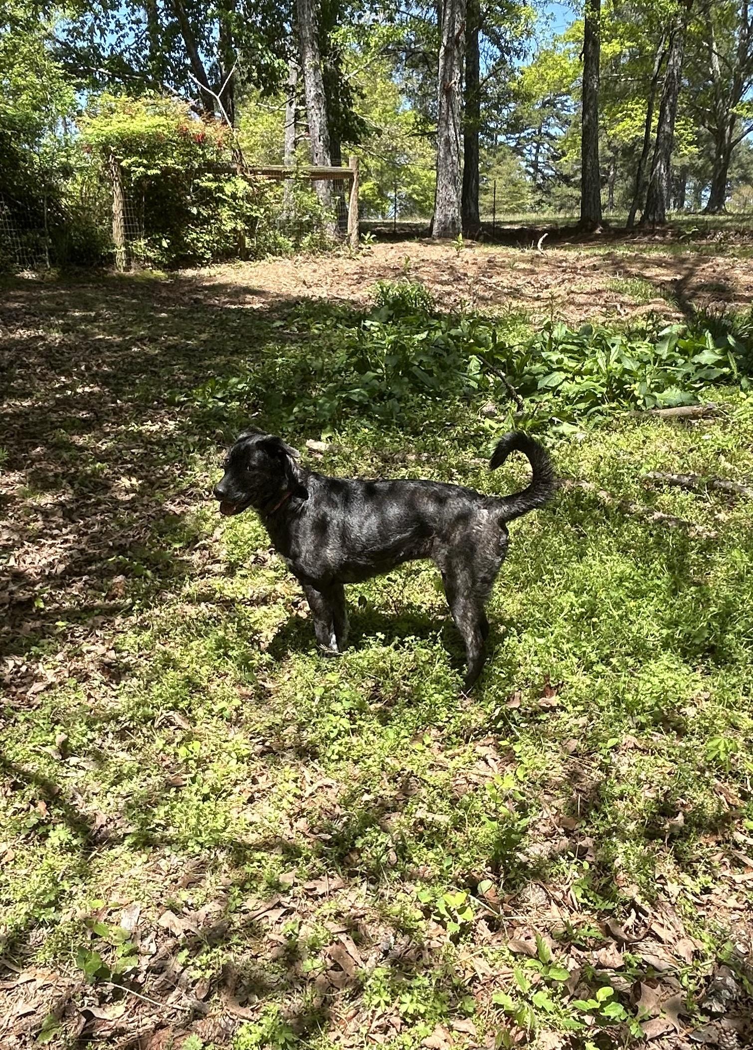 Montana - GA, a Adoptable mixed breed in Kingston, GA image 6/6