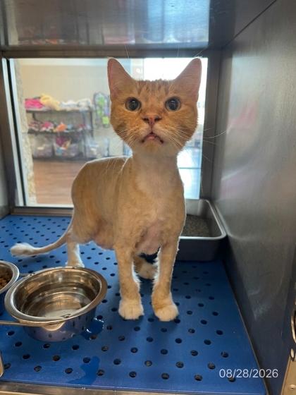 Cantaloupe photo