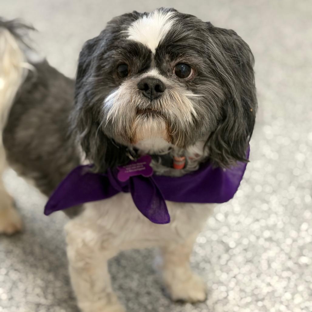 Neville, Adoptable, Adult Male Shih Tzu.