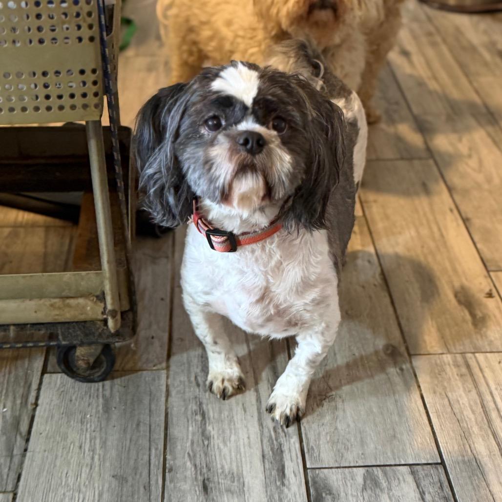 Enlarge Neville, a Adoptable Shih Tzu in Phoenix, AZ image 1/6