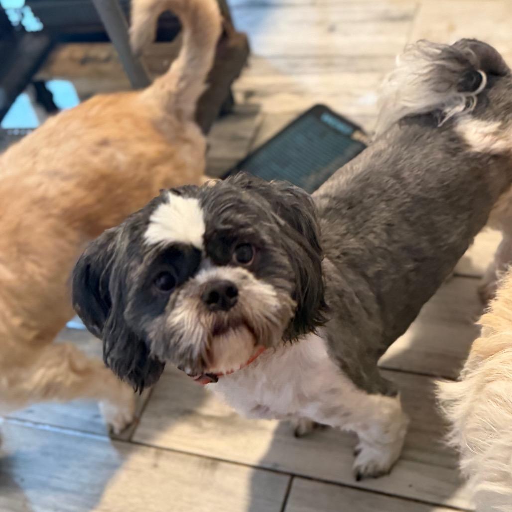 Enlarge Neville, a Adoptable Shih Tzu in Phoenix, AZ image 2/6