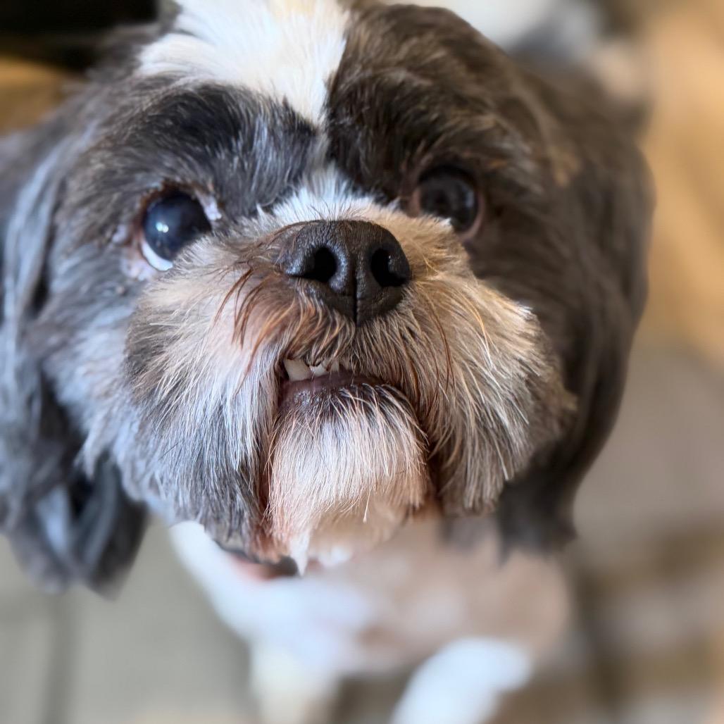 Enlarge Neville, a Adoptable Shih Tzu in Phoenix, AZ image 3/6
