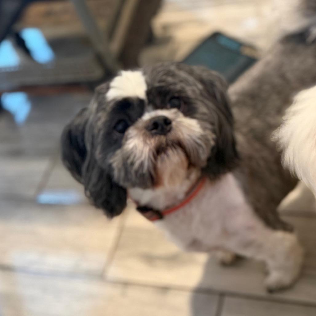 Enlarge Neville, a Adoptable Shih Tzu in Phoenix, AZ image 4/6