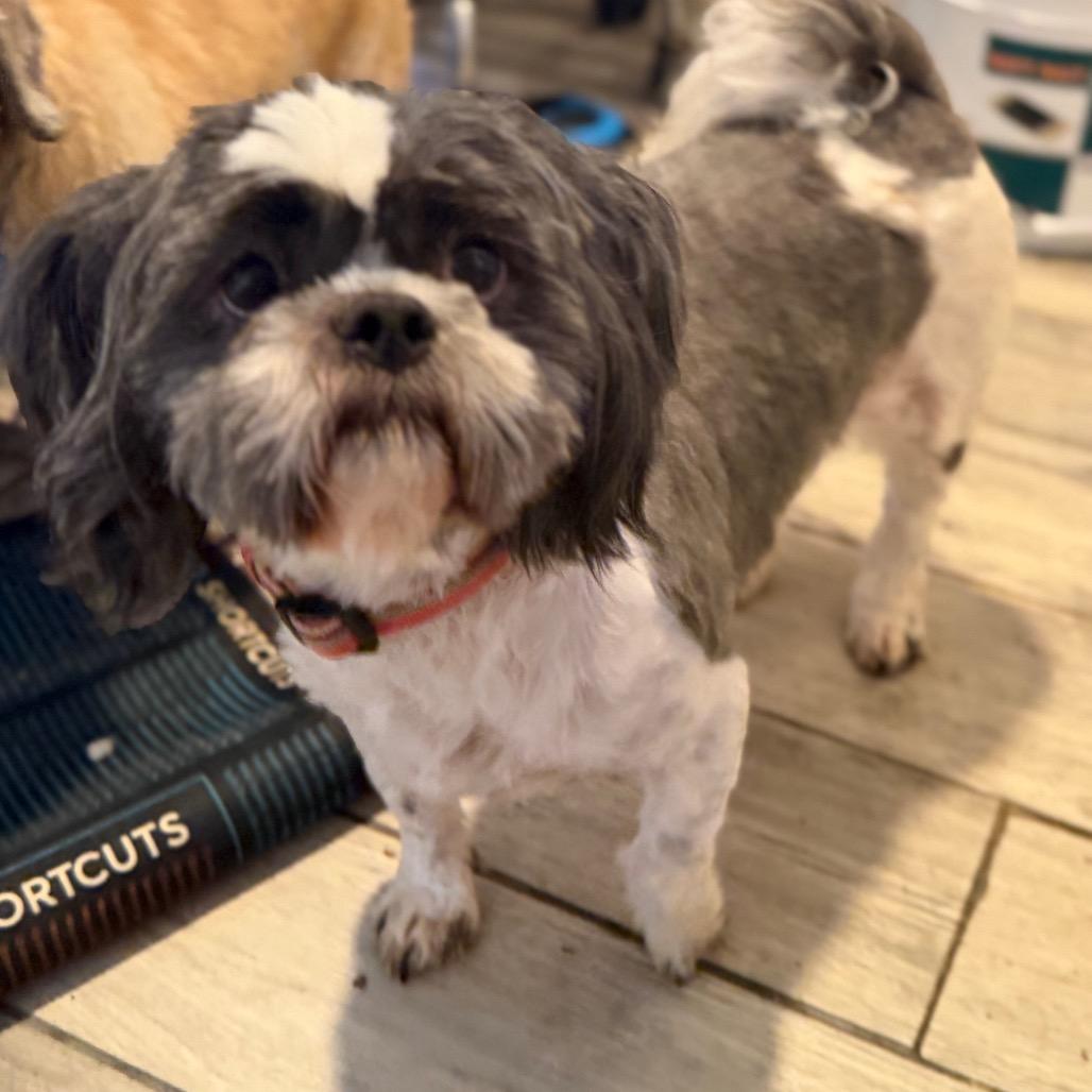 Enlarge Neville, a Adoptable Shih Tzu in Phoenix, AZ image 5/6