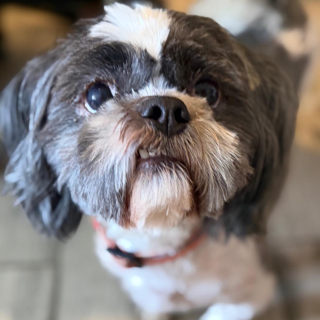 Enlarge Neville, a Adoptable Shih Tzu in Phoenix, AZ image 6/6