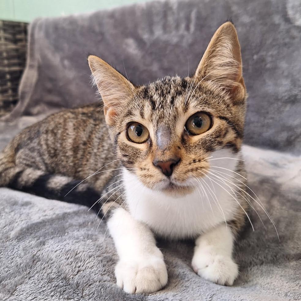 Doug, Adoptable, Kitten Male Domestic Short Hair.