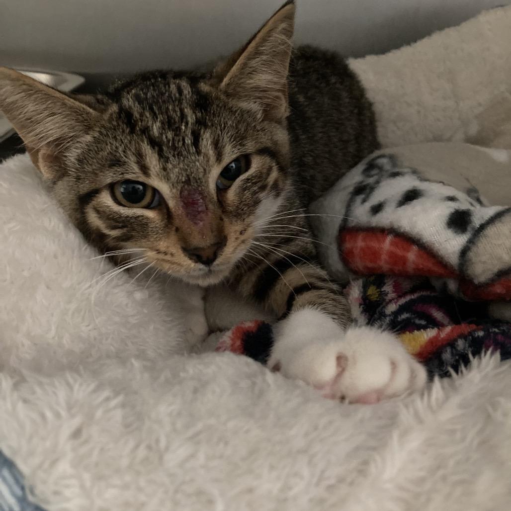 Enlarge Doug, a Adoptable Domestic Short Hair in Attica, NY image 2/2