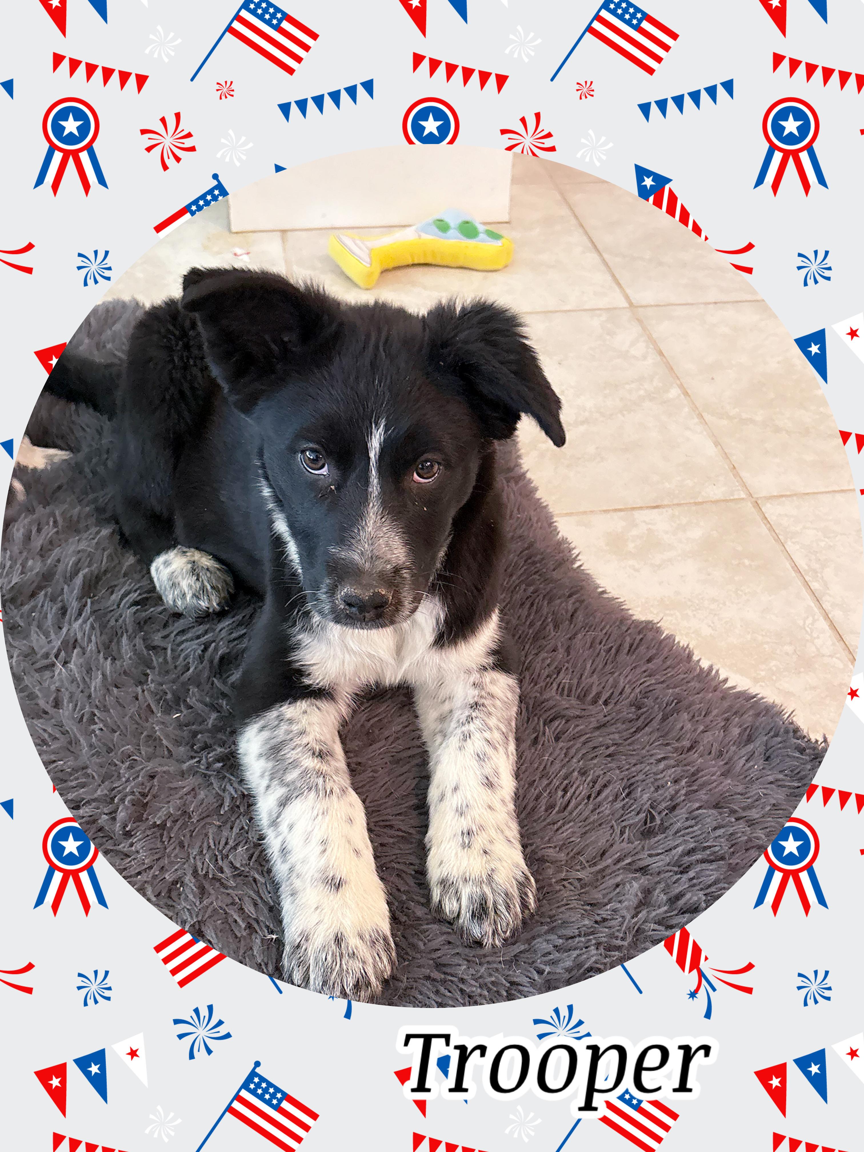 TROOPER on Duty!, a ADOPTABLE mixed breed in Chandler, AZ image 2/3