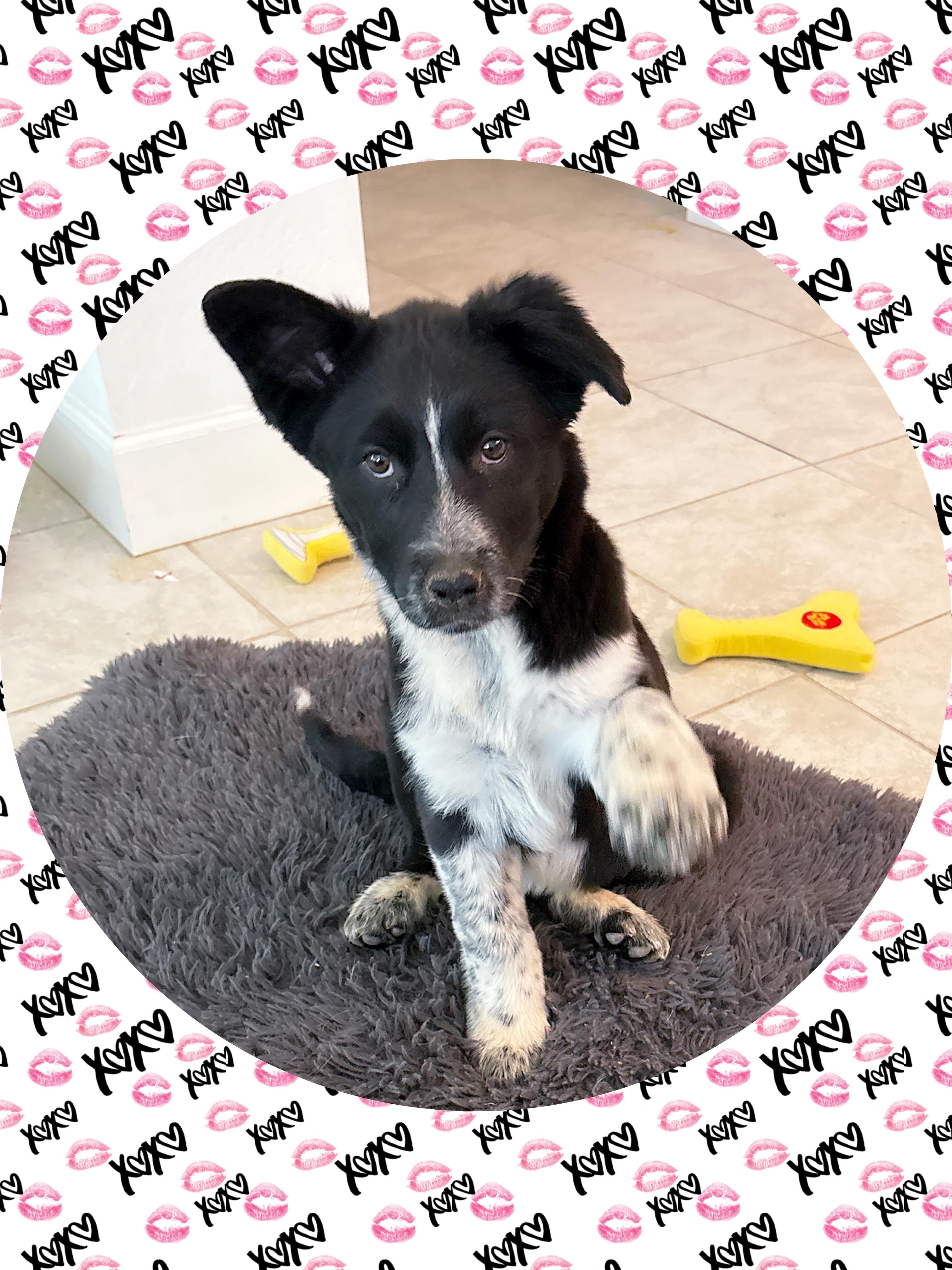TROOPER on Duty!, ADOPTABLE, Young Male Australian Cattle Dog / Blue Heeler & Australian Shepherd.