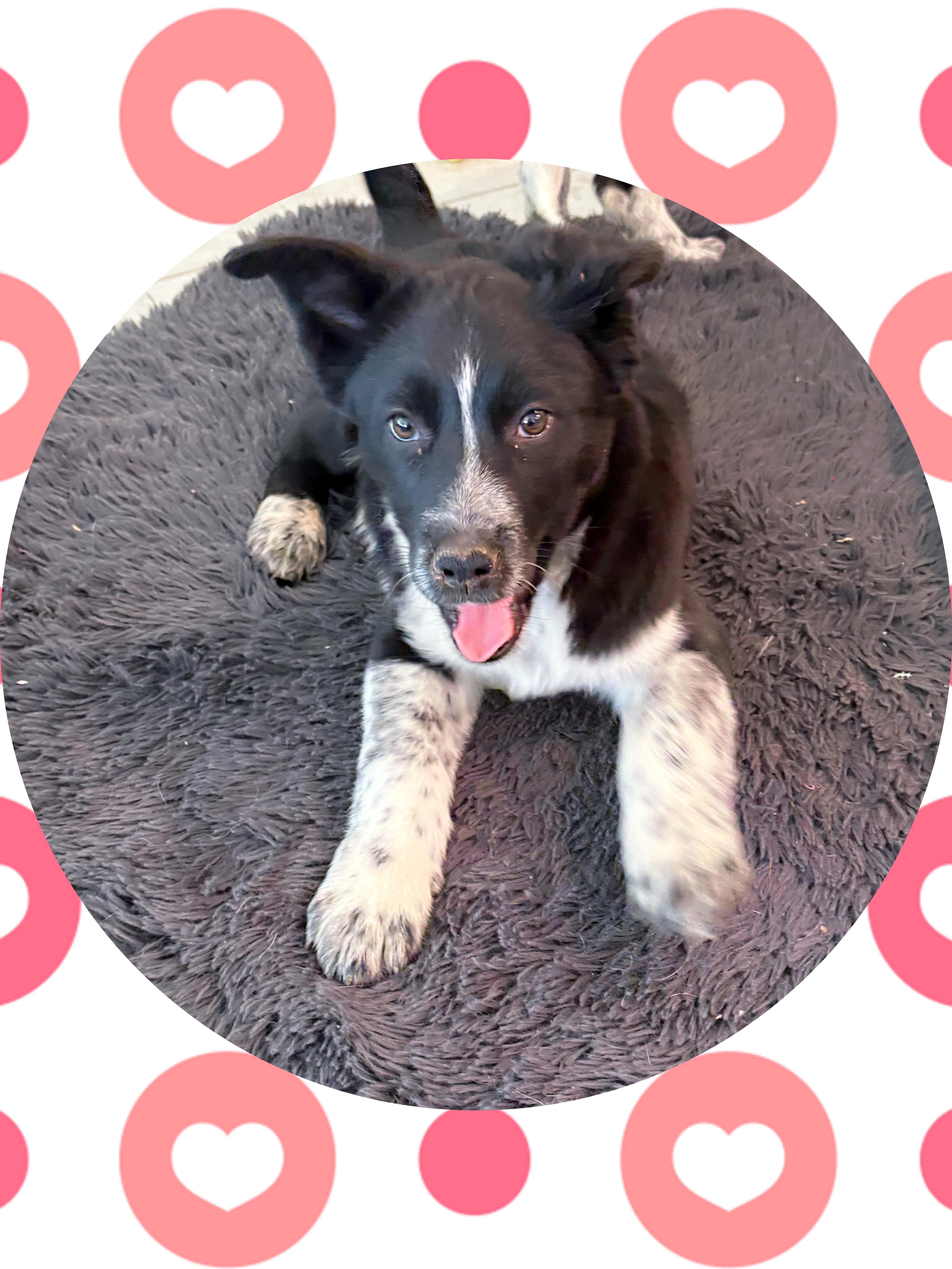 TROOPER on Duty!, a ADOPTABLE mixed breed in Chandler, AZ image 3/3