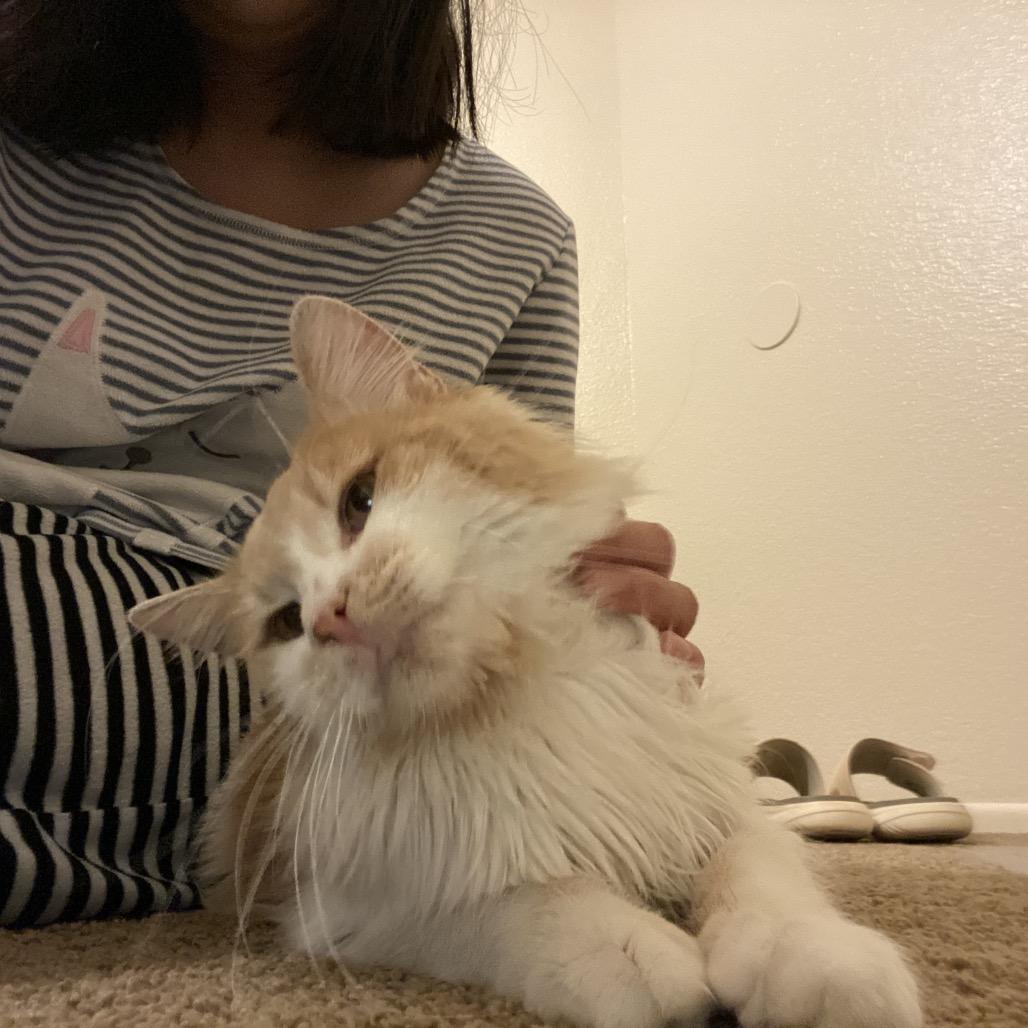 Mini Marshmallow, Adoptable, Adult Male Domestic Long Hair.
