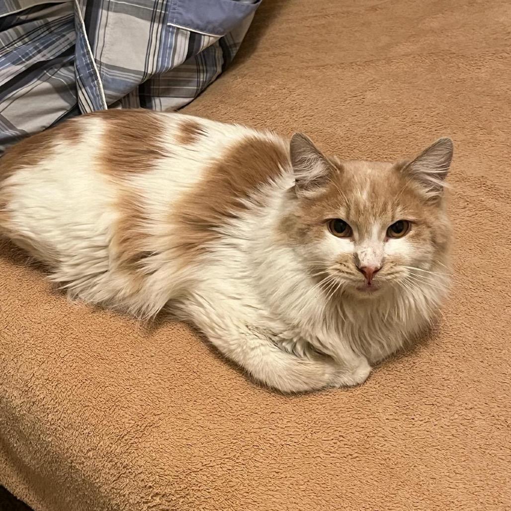 Enlarge Mini Marshmallow, a Adoptable Domestic Long Hair in Glendale, AZ image 2/6