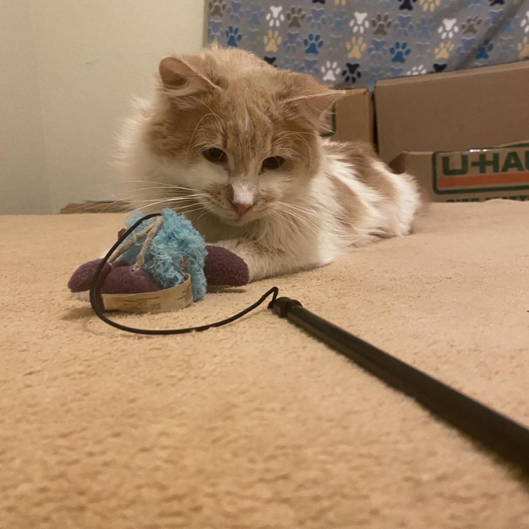 Enlarge Mini Marshmallow, a Adoptable Domestic Long Hair in Glendale, AZ image 5/6