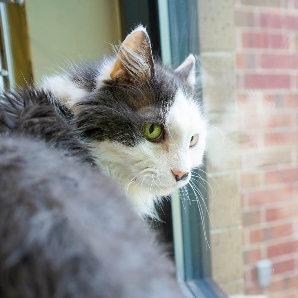 Stormy, ADOPTABLE, Senior Male Domestic Long Hair.