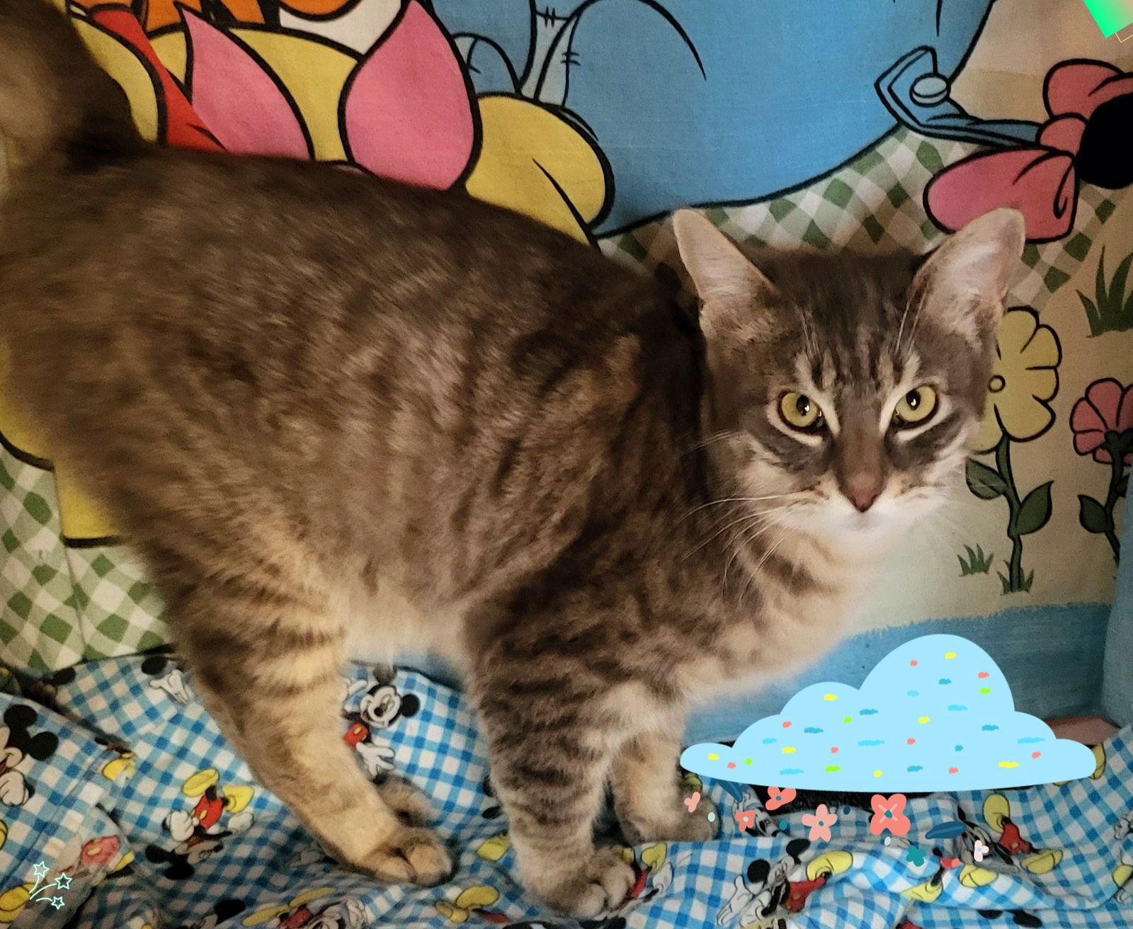 Captain, Adoptable, Adult Male Tabby.