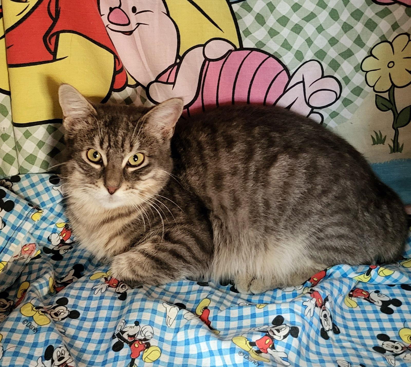 Enlarge Captain, a Adoptable Tabby in Littlerock, CA image 2/2