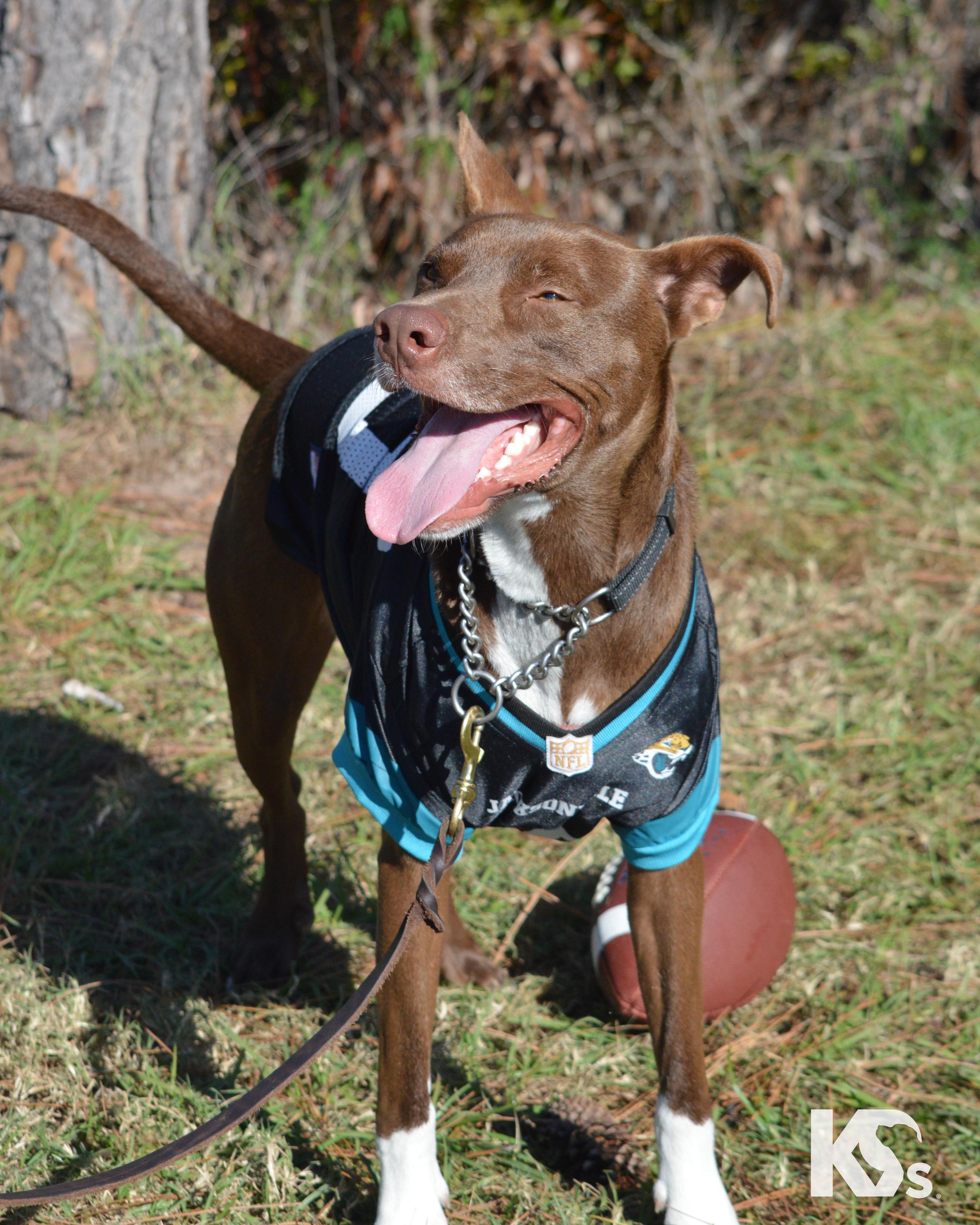 Enlarge Bucky, a Adoptable mixed breed in Ponte Vedra, FL image 5/6