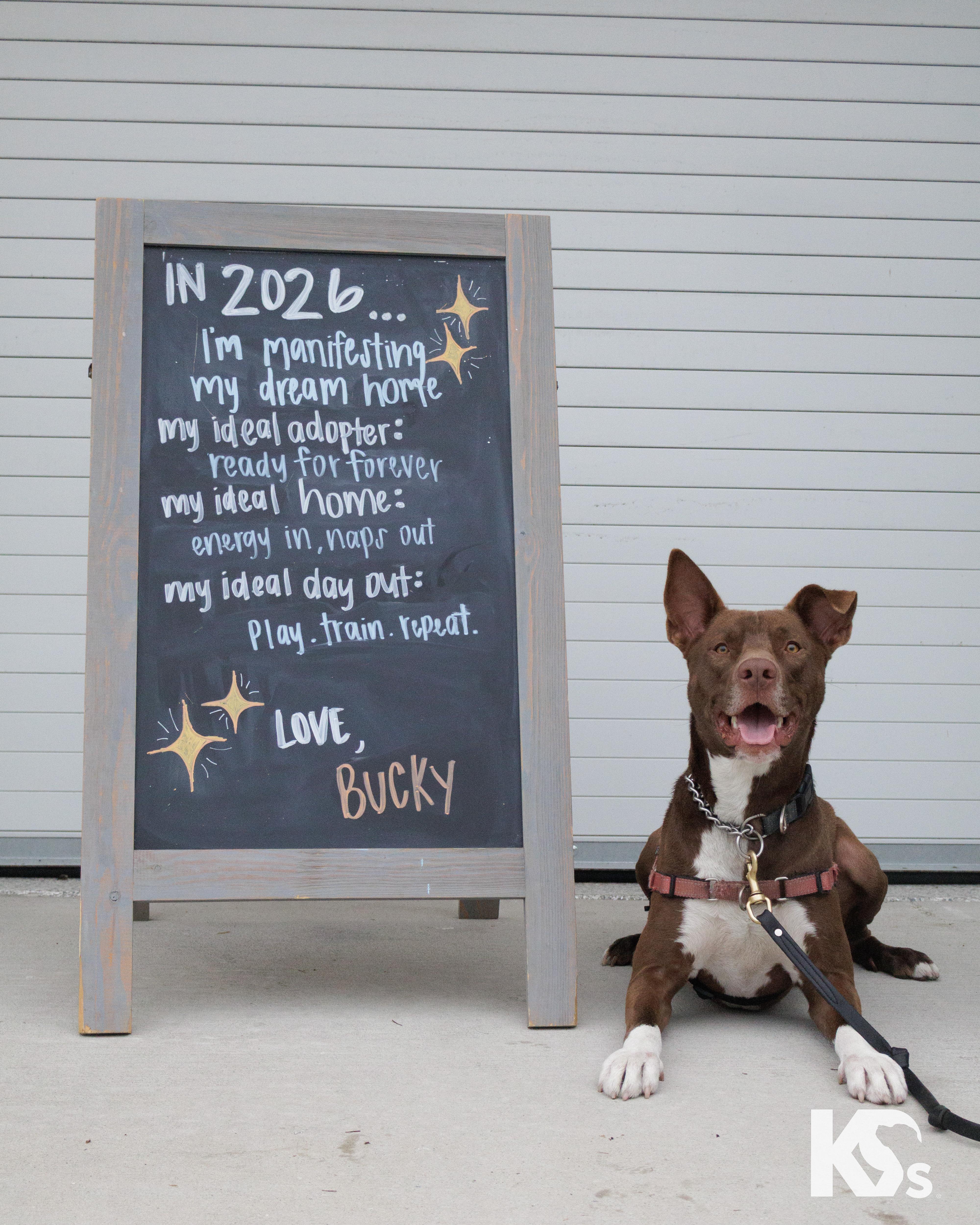 Enlarge Bucky, a Adoptable mixed breed in Ponte Vedra, FL image 6/6