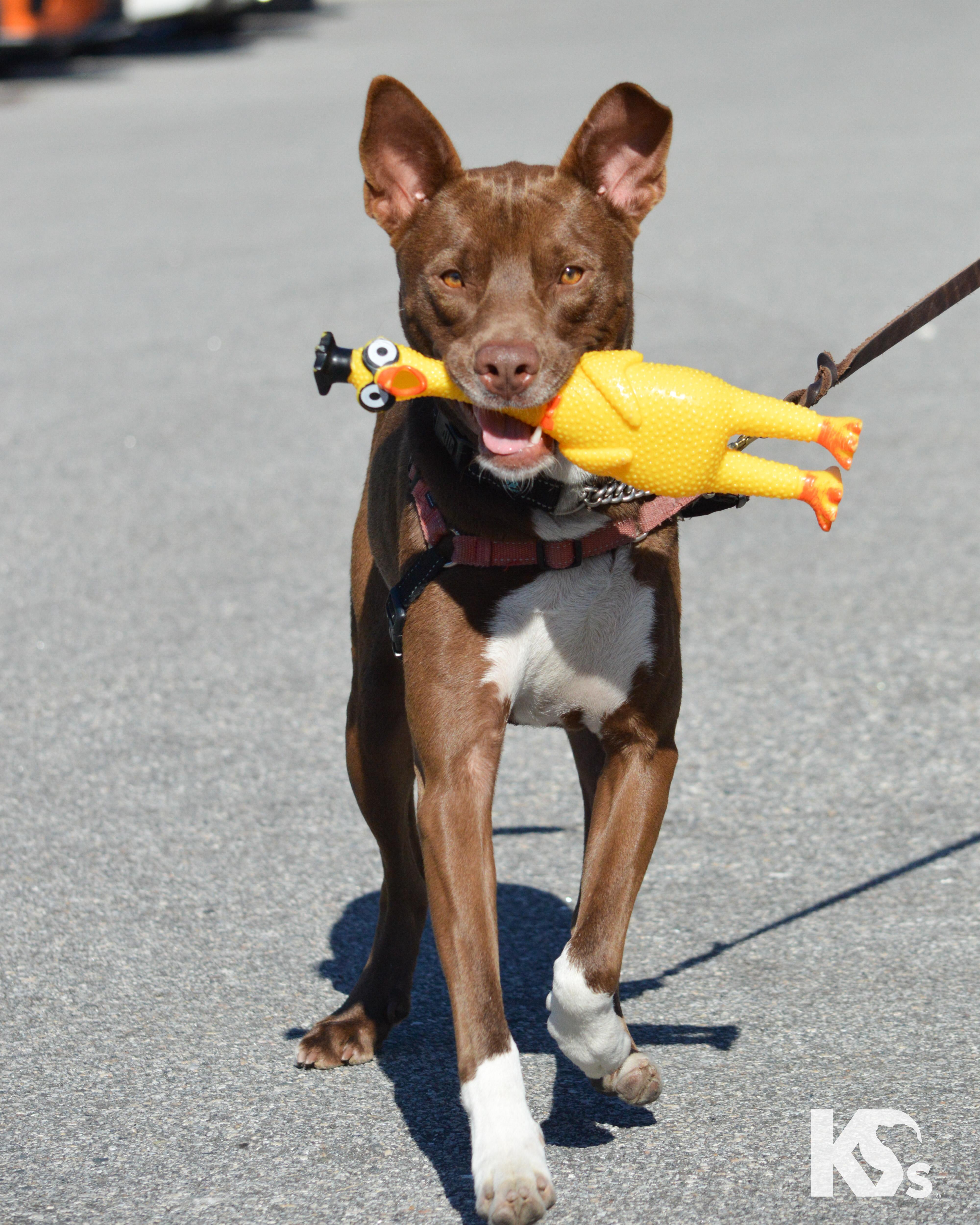 Bucky, Adoptable, Young Male Australian Kelpie & Australian Cattle Dog / Blue Heeler.