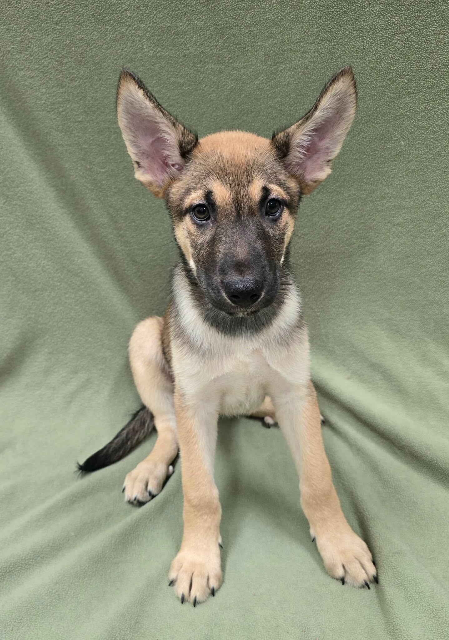 Captain America, an adopted mixed breed in Frankfort, IN image 3/3