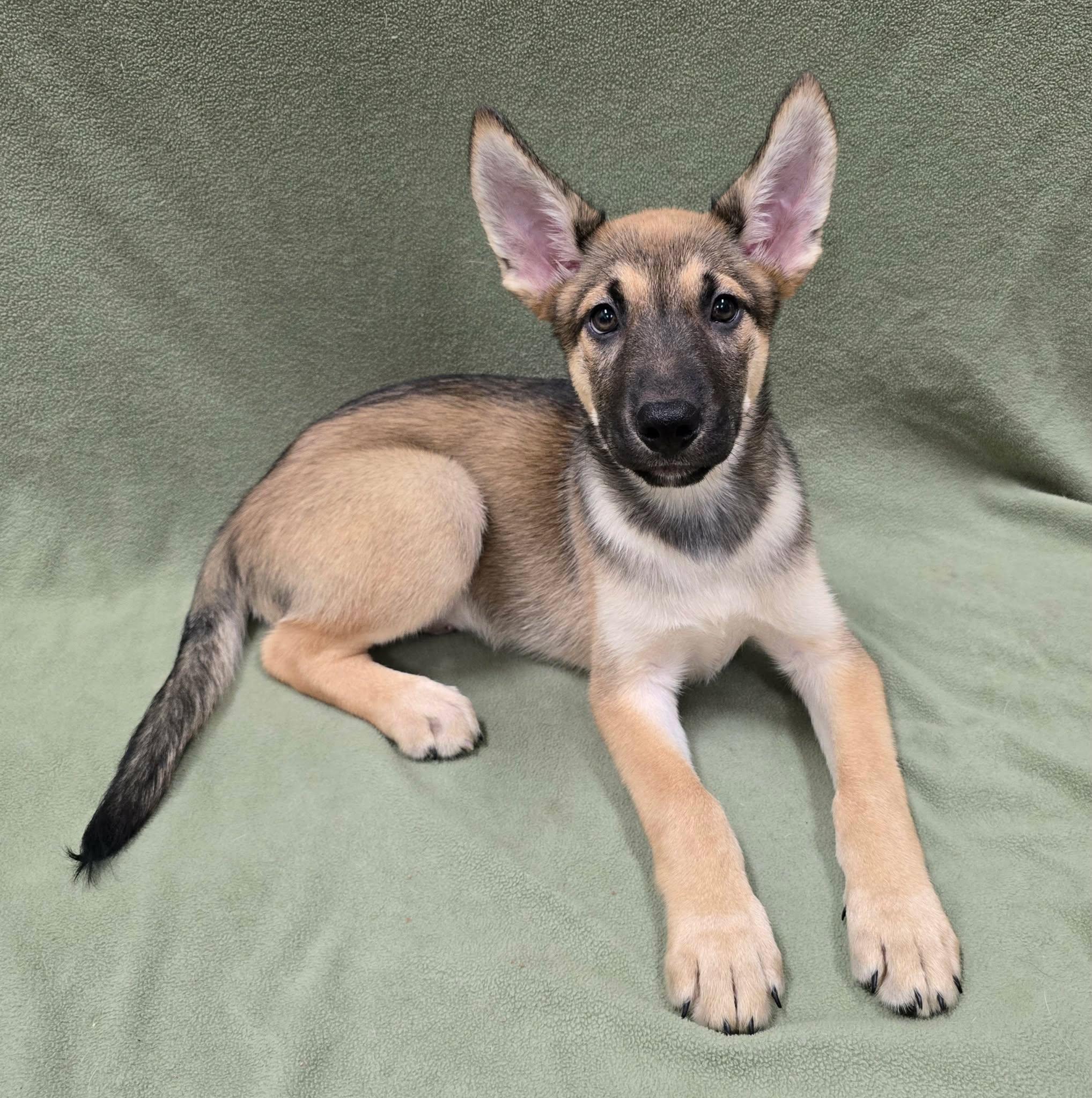 Captain America, an adopted mixed breed in Frankfort, IN image 1/3