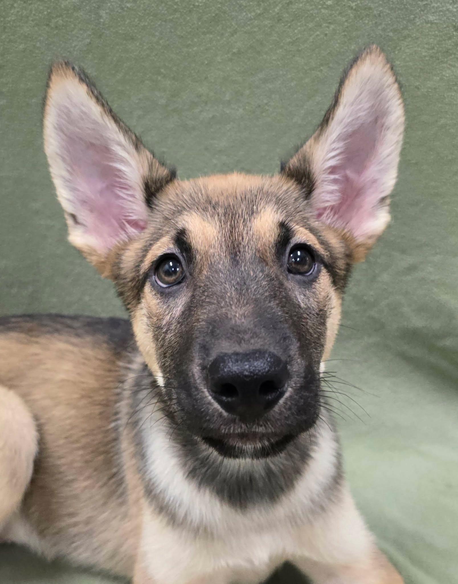 Captain America, an adopted mixed breed in Frankfort, IN image 2/3