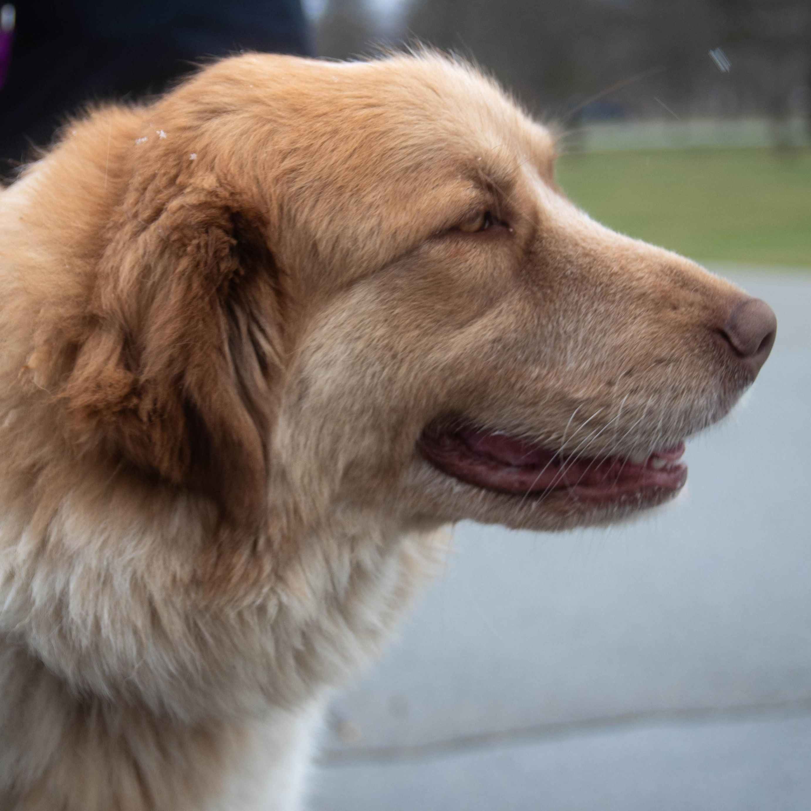 Waffles - Maremma Mix- Walk Only or 6' Fence, a Adoptable Maremma Sheepdog in Indianapolis, IN image 3/6