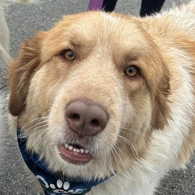 Waffles - Maremma Mix- Walk Only or 6' Fence, a Adoptable Maremma Sheepdog in Indianapolis, IN image 1/6