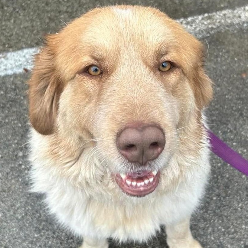 Waffles - Maremma Mix- Walk Only or 6' Fence, Adoptable, Young Female Maremma Sheepdog.