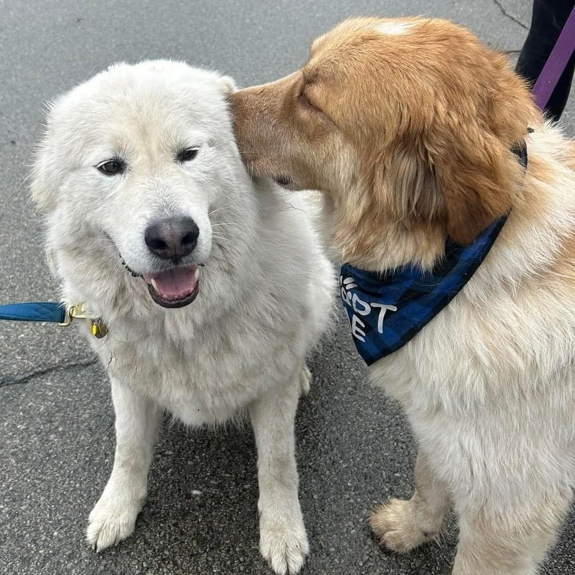 Waffles - Maremma Mix- Walk Only or 6' Fence, a Adoptable Maremma Sheepdog in Indianapolis, IN image 5/6