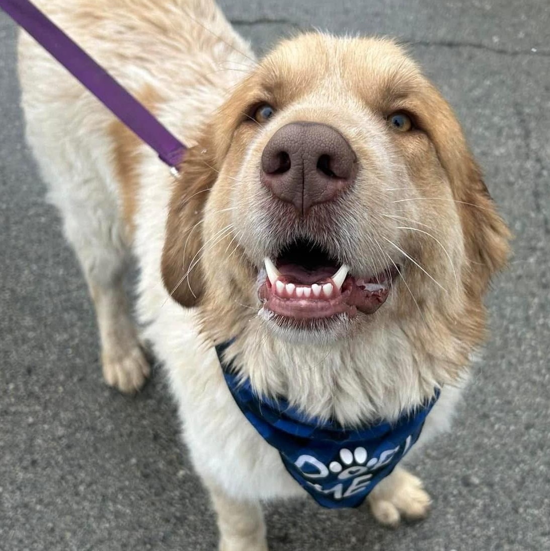 Waffles - Maremma Mix- Walk Only or 6' Fence, a Adoptable Maremma Sheepdog in Indianapolis, IN image 6/6