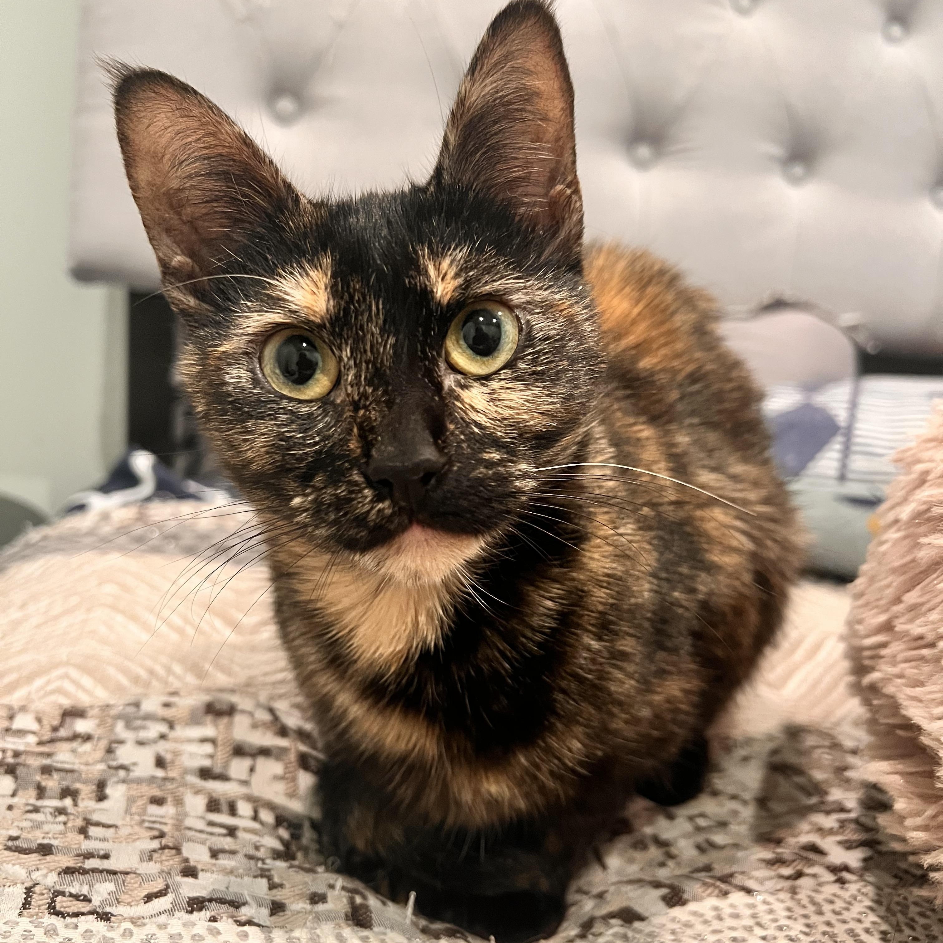MIRA, Adoptable, Adult Female Tortoiseshell.