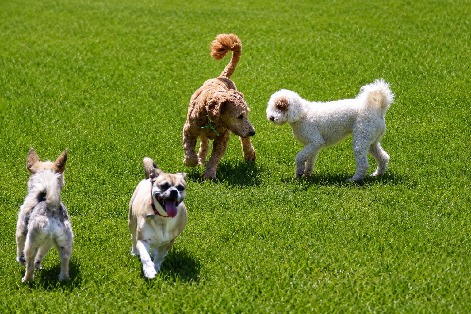 Elie, a ADOPTABLE Goldendoodle in POTOMAC, MD image 4/6