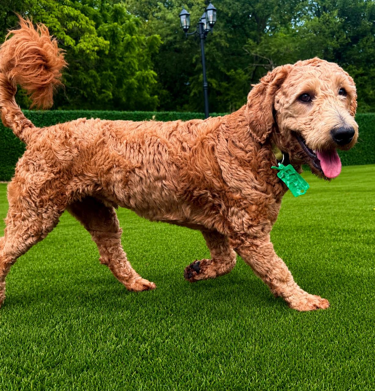 Elie, ADOPTABLE, Young Male Goldendoodle.