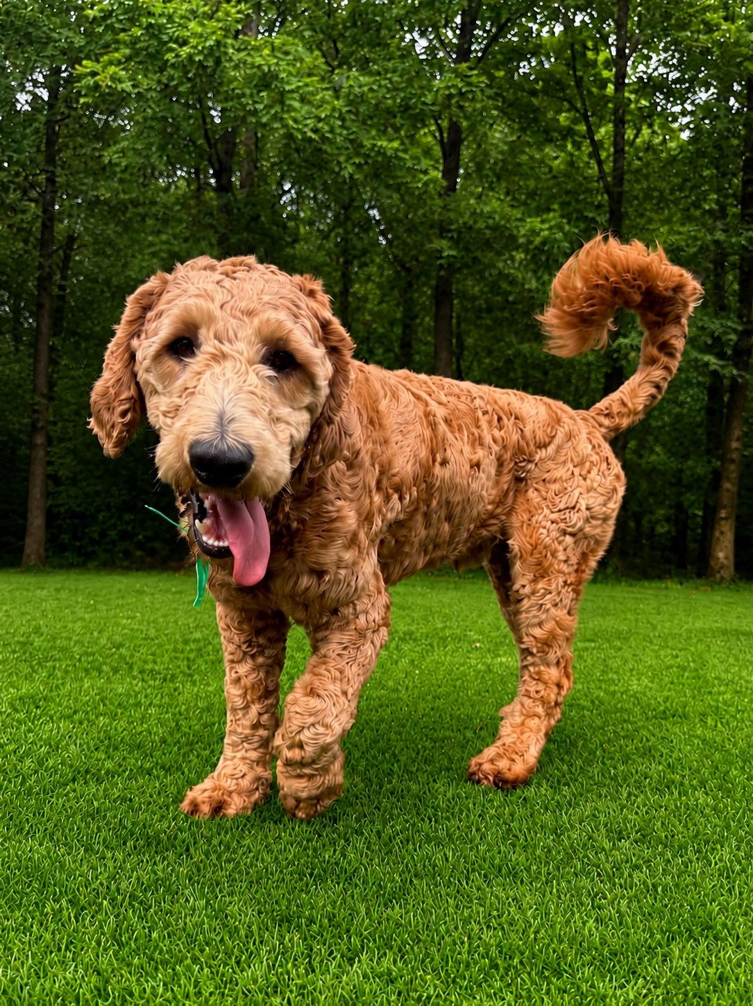 Elie, a ADOPTABLE Goldendoodle in POTOMAC, MD image 6/6