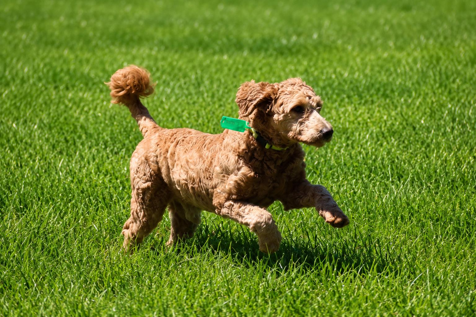 Elie, a ADOPTABLE Goldendoodle in POTOMAC, MD image 3/6