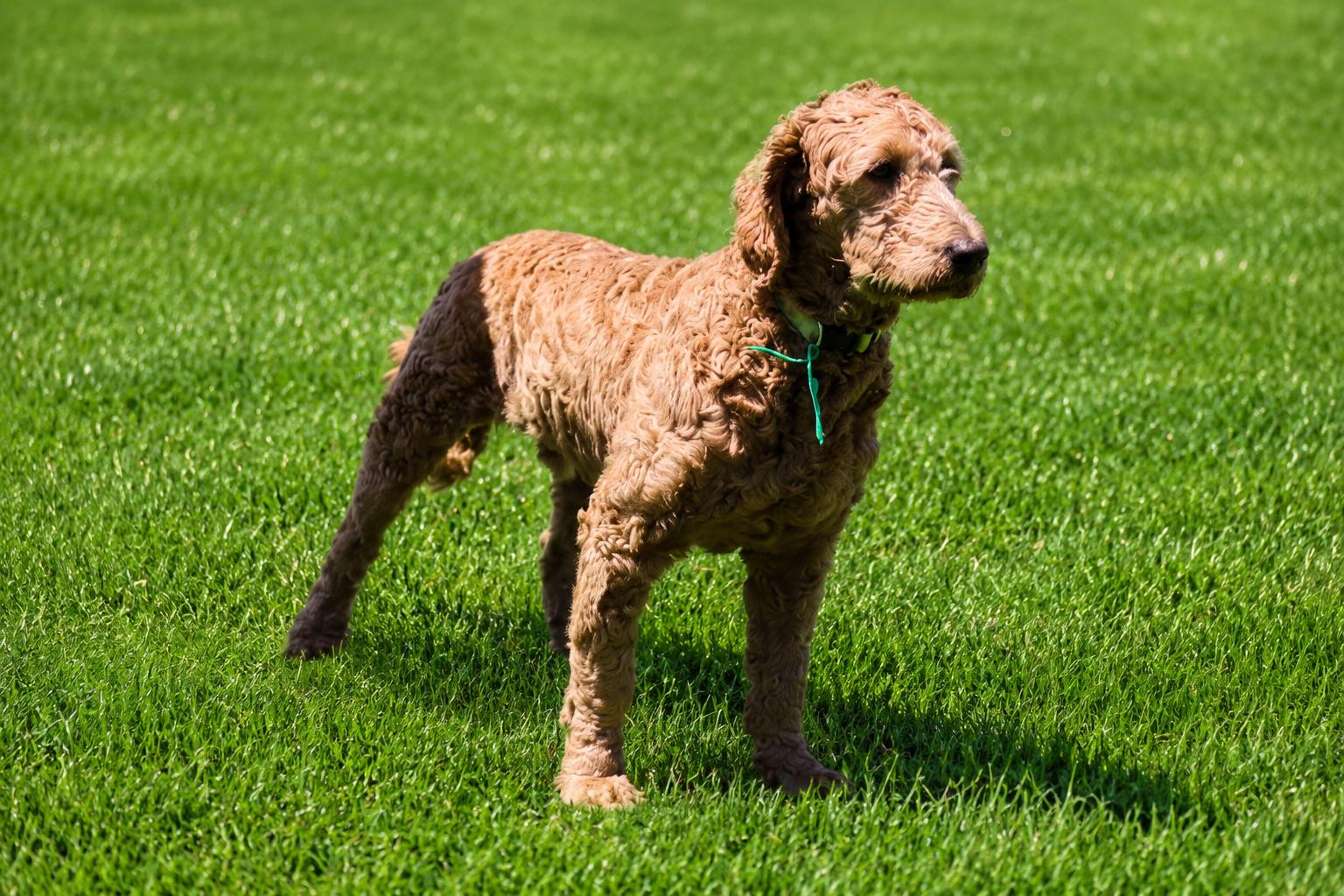 Elie, a ADOPTABLE Goldendoodle in POTOMAC, MD image 5/6