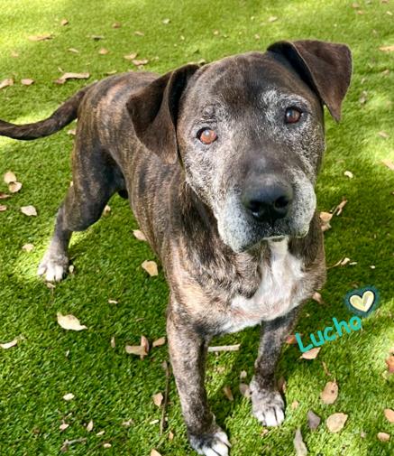 Lucho, a Adoptable mixed breed in Palm Harbor, FL image 1/6