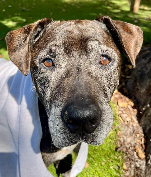 Lucho, a Adoptable mixed breed in Palm Harbor, FL image 5/6